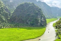 Hiện cánh đồng lúa Tam Cốc, Ninh Bình đang được nhiều khách du lịch quan tâm, tìm về.