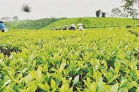 Vườn chè trồng theo tiêu chuẩn VietGAP của Hợp tác xã Dịch vụ sản xuất nông nghiệp Sử Anh, xã Mỹ Bằng, huyện Yên Sơn.