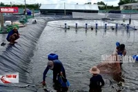 Giá tôm giảm sâu, người nuôi điêu đứng