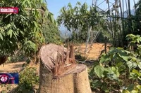 Điều tra vụ phá rừng để thi công trụ và đường dây tải thủy điện Tr’Hy