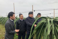 Giám đốc Trung tâm Khuyến nông Quốc gia Lê Quốc Thanh kiểm tra chống rét cho cây trồng tại tỉnh Hải Dương.