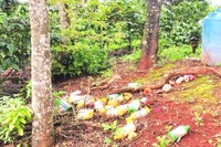 Chai lọ thuốc bảo vệ thực vật vứt bừa bãi ngay trong vườn cà-phê có nguy cơ cao gây ô nhiễm môi trường.