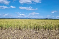 Ảnh hưởng bởi hạn hán khiến nhiều diện tích lúa ở huyện Đak Đoa (Gia Lai) bị thiệt hại.