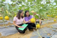 Cán bộ tín dụng chính sách kiểm tra hiệu quả nguồn vốn tại xã Ngọc Đào, huyện Hà Quảng, tỉnh Cao Bằng.