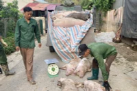 Vận chuyển đem tiêu hủy lợn nhiễm dịch tại xã Dương Quang, thành phố Bắc Kạn. Ảnh: NGỌC TÚ.