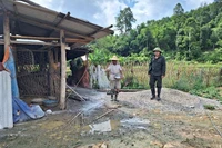Người dân rắc vôi khử trùng tại khu vực chăn nuôi ở xã Trần Phú. 