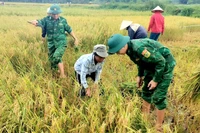 Bộ đội Biên phòng tỉnh Quảng Bình hướng dẫn đồng bào Rục thu hoạch lúa. 