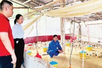 Cán bộ tín dụng huyện Trấn Yên (Yên Bái) kiểm tra việc vay vốn đầu tư chăn nuôi gà thịt tại xã Việt Thành. 