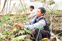 Người dân xã Tê Xăng, huyện Tu Mơ Rông chăm sóc vườn sâm Ngọc Linh. 