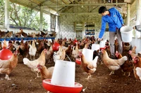 Trang trại nuôi gà đẻ trứng của nông dân ở xã Thanh Nguyên, huyện Thanh Liêm, tỉnh Hà Nam. (Ảnh TRẦN HẢI)