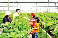 Trang trại trồng dâu tây kết hợp du lịch nông nghiệp ở thị xã Sa Pa (Lào Cai). 