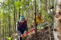 Người dân huyện Điện Biên Đông phát cây bụi phòng chống cháy rừng trong những ngày nắng nóng. 