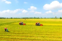 Thu hoạch lúa theo quy trình sản xuất lúa chất lượng cao, phát thải thấp tại Cần Thơ. 