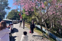 Hoa mai anh đào Đà Lạt bung cánh đúng dịp Tết thu hút khách du xuân. 