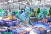 Chế biến cá tra xuất khẩu tại nhà máy của Tập đoàn Sao Mai, tỉnh An Giang. (Ảnh minh họa: TTXVN)