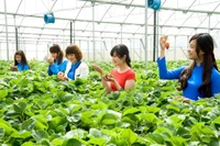 Mô hình du lịch canh nông tại Đà Lạt hấp dẫn du khách.