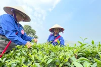 Bà con thi hái chè tại lễ hội trà Tân Uyên lần thứ nhất năm 2025. (Ảnh: Trần Tuấn)