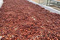Quả cà-phê chè sau khi thu hái được phơi dưới ánh nắng nhẹ để bảo đảm chất lượng.
