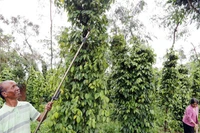 Sản lượng hồ tiêu toàn cầu năm 2025 được dự báo tiếp tục giảm so với năm 2024.