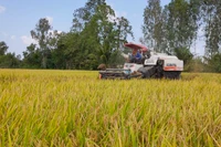 Thu hoạch lúa tại xã Mỹ Đông, huyện Tháp Mười, tỉnh Đồng Tháp.