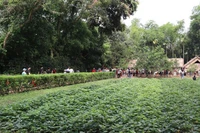 Hàng nghìn người dân, du khách đã về thăm khu Di tích lịch sử quốc gia đặc biệt Kim Liên - Quê hương của Chủ tịch Hồ Chí Minh.