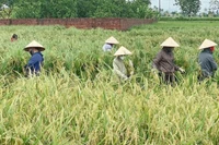 Phụ nữ huyện Mê Linh giúp bà con gặt lúa sớm.