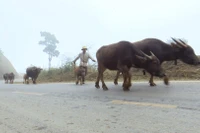 Người dân các xã vùng cao huyện Sìn Hồ đưa đàn gia súc về vùng thấp để tránh rét.