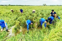 Đảng viên trẻ, đoàn viên, thanh niên Thái Bình tình nguyện hỗ trợ bà con nông dân.