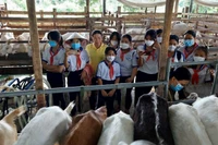 Các em học sinh trải nghiệm ở trang trại sữa dê Ngọc Đào.