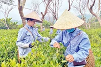 Nông dân xã Xuân Lao, huyện Mường Ảng thu hái chè.