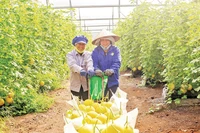 Trồng dưa lưới xuất khẩu tại Khu Nông nghiệp công nghệ cao An Thái (huyện Phú Giáo, tỉnh Bình Dương) của Công ty cổ phần Nông nghiệp U&I (Unifarm). 