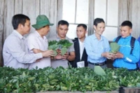 Trao cây giống sâm Ngọc Linh (đợt 1) cho các hộ dân ở huyện Nam Trà My.
