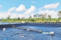 Ao nuôi tôm siêu thâm canh tuần hoàn nước khép kín tại xã Hưng Mỹ, huyện Cái Nước, tỉnh Cà Mau. Ảnh: Hữu Tùng