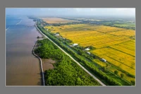 Đồng bằng sông Cửu Long là một trong những vùng gánh vác vai trò an ninh lương thực cho cả nước. Ảnh: Dũng Nguyễn