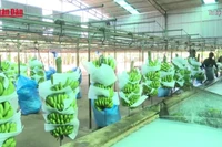 [Video] Sản phẩm chuối Gia Lai chinh phục các thị trường khó tính