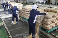Gạo dự trữ của Chính phủ được chuyển tới nhà máy xay xát ở tỉnh Saitama, Nhật Bản, ngày 18/3/2025. Ảnh: Kyodo/TTXVN