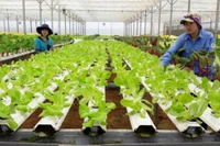 Cây trồng chuyển gen được xem như là một trong những giải pháp giảm thiểu những thiệt hại cho ngành nông nghiệp trong bối cảnh hiện nay.
