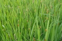 Lên phương án phòng chống dịch châu chấu tre lưng vàng 