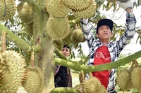 Thương lái tuyển lựa sầu riêng tại vườn của bà Nguyễn Thị Hoa, xã Mỹ Thành Bắc, huyện Cai Lậy, tỉnh Tiền Giang để xuất khẩu. (Ảnh: nhandan.vn)