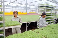 Khu vực trồng rau mầm trong nhà kính của nông trường VinEco. (Ảnh HỮU NGUYÊN)