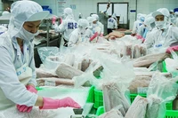 Chế biến cá ngừ xuất khẩu. Ảnh: NGUYỄN NAM
