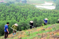 Việc tổ chức triển khai “Tết trồng cây đời đời nhớ ơn Bác Hồ” phải thiết thực, hiệu quả, không phô trương hình thức