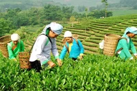 Nguồn lực từ chương trình mục tiêu quốc gia giúp đồng bào dân tộc thiểu số và miền núi phát triển sản xuất, nâng cao đời sống. (Ảnh minh họa: baodantoc.vn) 