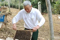 Chăm sóc ong lấy mật. (Ảnh minh họa: TRUNG HƯNG) 