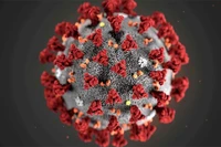 Hình ảnh minh họa virus corona do CDC Mỹ công bố. 