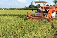 Thu hoạch lúa thơm ST trên cánh đồng lớn ở Sóc Trăng.