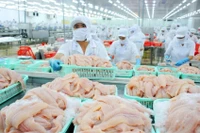 Chế biến cá tra xuất khẩu.