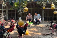 Lãnh đạo xã Đông Tảo thăm trại gà của Chủ tịch Hội Chăn nuôi gà Đông Tảo, Giám đốc Hợp tác xã Chăn nuôi và Kinh doanh gà Đông Tảo Lê Quốc Thắng (bên trái).
