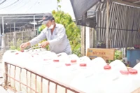 Ông Trương Duẩn chở nước ngọt về cho đàn gà thịt 5.000 con uống.