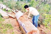 Vườn trồng sâm dây manh mún ở Hợp tác xã nông nghiệp Tuyết Sơn Kon Plông chứ không phải trồng sâm Ngọc Linh như quảng bá.